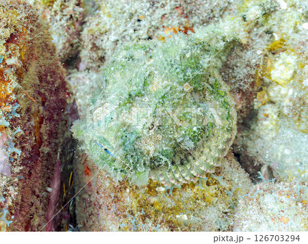 岩の間で完璧な擬態をするサツマカサゴ、ニライカサゴ他。ヒリゾ浜中木南伊豆町伊豆半島静岡県2024 126703294