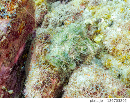 岩の間で完璧な擬態をするサツマカサゴ、ニライカサゴ他。ヒリゾ浜中木南伊豆町伊豆半島静岡県2024 岩の間で完璧な擬態をするサツマカサゴ、ニライカサゴ他。ヒリゾ浜中木南伊豆町伊豆半島静岡県2024 126703295