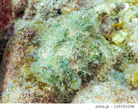 岩の間で完璧な擬態をするサツマカサゴ、ニライカサゴ他。ヒリゾ浜中木南伊豆町伊豆半島静岡県2024 126703296