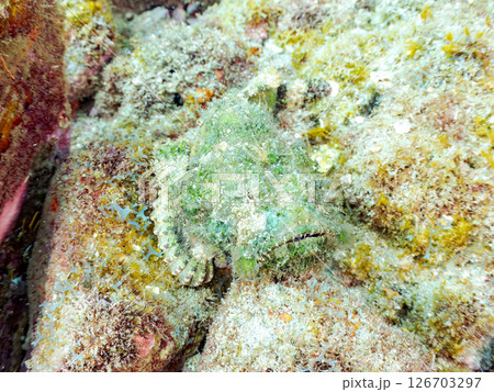岩の間で完璧な擬態をするサツマカサゴ、ニライカサゴ他。ヒリゾ浜中木南伊豆町伊豆半島静岡県2024 126703297