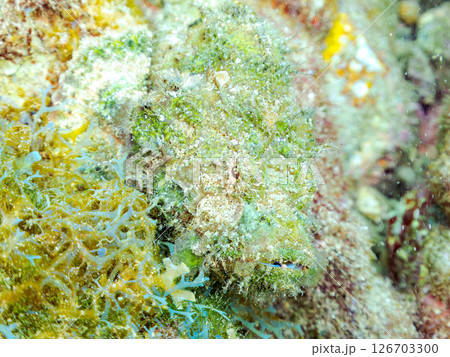 岩の間で完璧な擬態をするサツマカサゴ、ニライカサゴ他。ヒリゾ浜中木南伊豆町伊豆半島静岡県2024 126703300