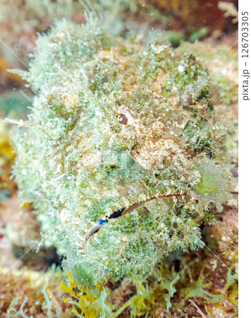 岩の間で完璧な擬態をするサツマカサゴ、ニライカサゴ他。ヒリゾ浜中木南伊豆町伊豆半島静岡県2024 126703305