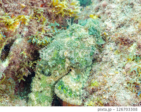 岩の間で完璧な擬態をするサツマカサゴ、ニライカサゴ他。ヒリゾ浜中木南伊豆町伊豆半島静岡県2024 126703308