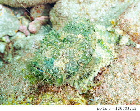 岩の間で完璧な擬態をするサツマカサゴ、ニライカサゴ他。ヒリゾ浜中木南伊豆町伊豆半島静岡県2024 126703313