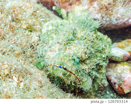 岩の間で完璧な擬態をするサツマカサゴ、ニライカサゴ他。ヒリゾ浜中木南伊豆町伊豆半島静岡県2024 126703314