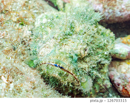 岩の間で完璧な擬態をするサツマカサゴ、ニライカサゴ他。ヒリゾ浜中木南伊豆町伊豆半島静岡県2024 126703315