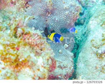 可愛いソメワケヤッコ（キンチャクダイ科）の幼魚他。 ヒリゾ浜中木南伊豆町伊豆半島静岡県2024 126703326