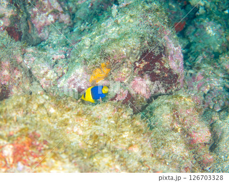 可愛いソメワケヤッコ(キンチャクダイ科)の幼魚他。 ヒリゾ浜中木南伊豆町伊豆半島静岡県2024 可愛いソメワケヤッコ(キンチャクダイ科)の幼魚他。 ヒリゾ浜中木南伊豆町伊豆半島静岡県2024 126703328