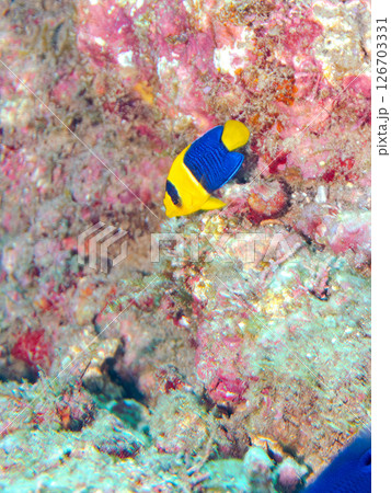 可愛いソメワケヤッコ(キンチャクダイ科)の幼魚他。 ヒリゾ浜中木南伊豆町伊豆半島静岡県2024 可愛いソメワケヤッコ(キンチャクダイ科)の幼魚他。 ヒリゾ浜中木南伊豆町伊豆半島静岡県2024 126703331
