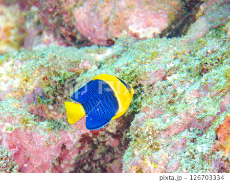 可愛いソメワケヤッコ(キンチャクダイ科)の幼魚他。 ヒリゾ浜中木南伊豆町伊豆半島静岡県2024 可愛いソメワケヤッコ(キンチャクダイ科)の幼魚他。 ヒリゾ浜中木南伊豆町伊豆半島静岡県2024 126703334