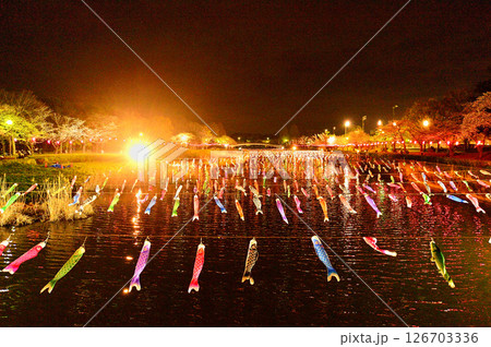 ライトアップされた夜桜と鯉のぼり ライトアップされた夜桜と鯉のぼり 126703336