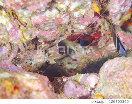 可愛いナメラヤッコ(キンチャクダイ科)の幼魚他。 ヒリゾ浜中木南伊豆町伊豆半島静岡県2024 可愛いナメラヤッコ(キンチャクダイ科)の幼魚他。 ヒリゾ浜中木南伊豆町伊豆半島静岡県2024 126703349