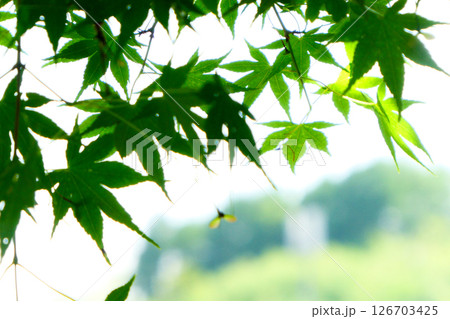 岩手県岩手町石神の丘の夏の日の涼やかなモミジの陰影 126703425