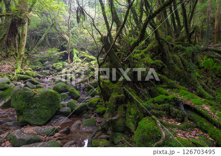 屋久島白谷雲水峡　日本一苔がきれいな森と沢(夏) 126703495