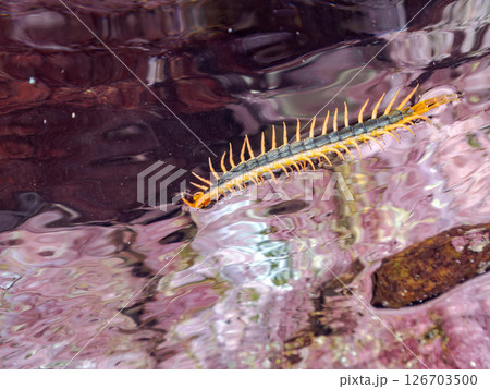 水面を漂う大きなムカデ（オオムカデ科）。 ヒリゾ浜中木南伊豆町伊豆半島静岡県2024 126703500