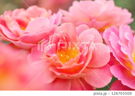 カラフルな綺麗な赤い薔薇の花 カラフルな綺麗な赤い薔薇の花 126703509