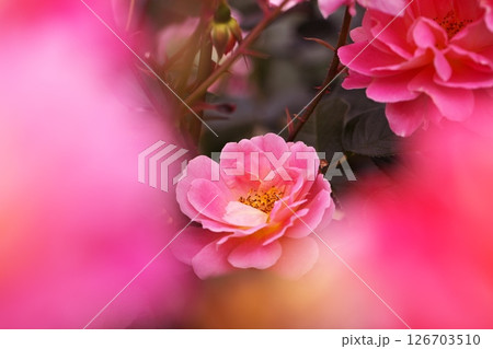 カラフルな綺麗な赤い薔薇の花 カラフルな綺麗な赤い薔薇の花 126703510