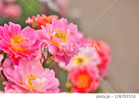 カラフルな綺麗な赤い薔薇の花 126703518
