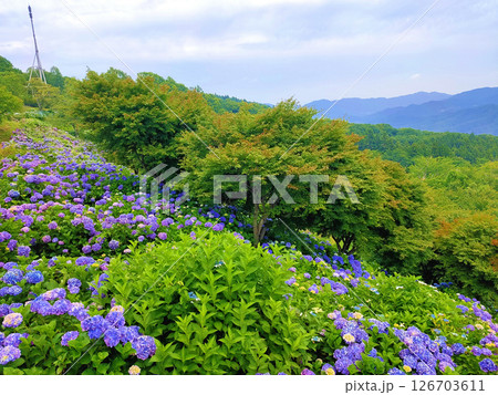 美の山公園（埼玉県秩父市）の紫陽花 126703611