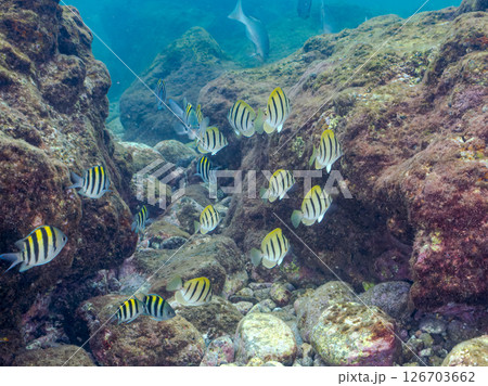 波打ち際の美しいオヤビッチャ、シマハギ他の幼魚の群れ。 ヒリゾ浜中木南伊豆町伊豆半島静岡県2024 126703662