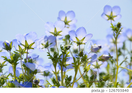 陽光に照らされるネモフィラの花 126703840