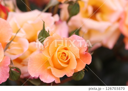 東京の植物園に咲くオレンジ色の薔薇の花 126703870