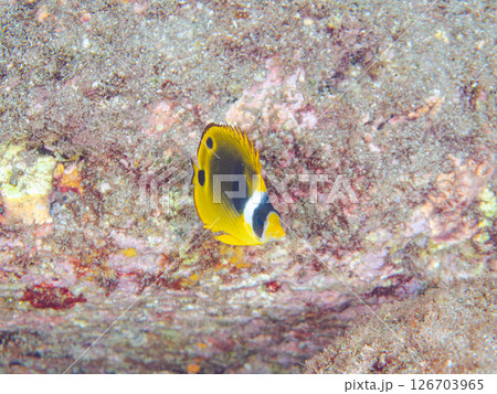 可愛いチョウハン（チョウチョウオ科）の幼魚他。 ヒリゾ浜中木南伊豆町伊豆半島静岡県2024 126703965
