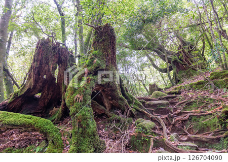 屋久島白谷雲水峡 神が宿る屋久杉の森(春) 屋久島白谷雲水峡 神が宿る屋久杉の森(春) 126704090
