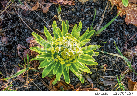 フキノトウ 126704157