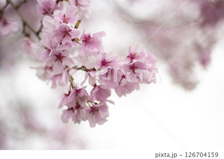 狭山池公園の桜 126704159