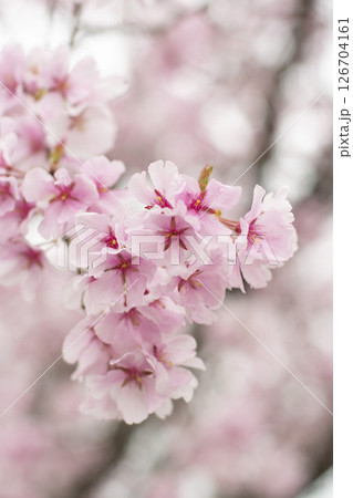狭山池公園の桜 狭山池公園の桜 126704161