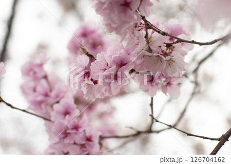 狭山池公園の桜 126704162