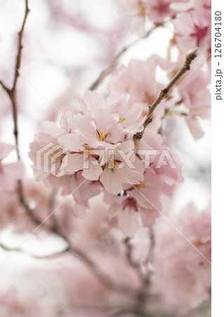狭山池公園の桜 126704180