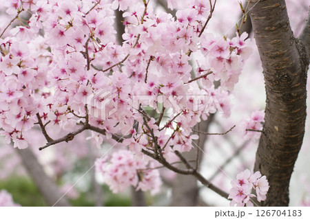 狭山池公園の桜 126704183