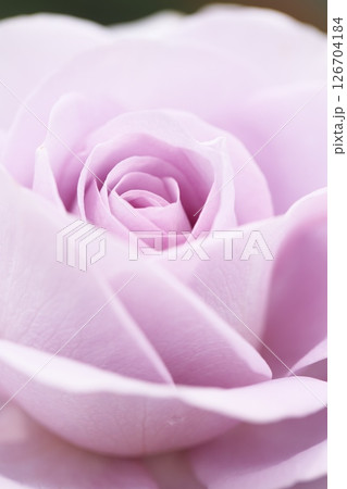 紫色の綺麗な薔薇の花 126704184