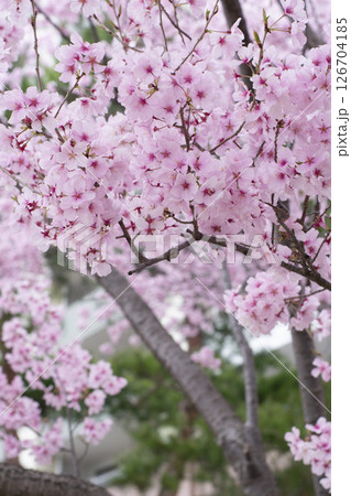 狭山池公園の桜 126704185