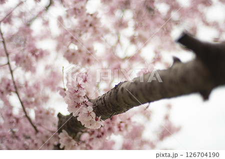 狭山池公園の桜 狭山池公園の桜 126704190