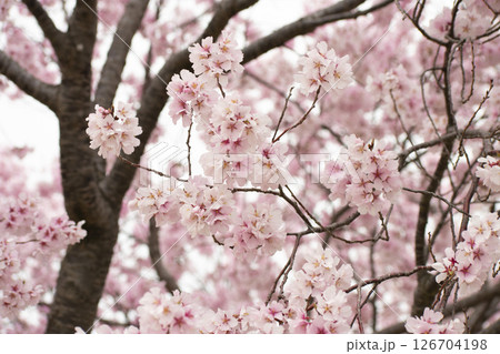 狭山池公園の桜 126704198