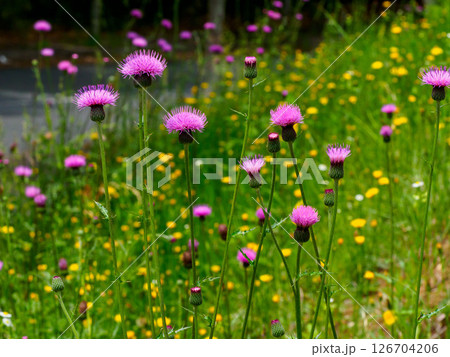 道のそばにある法面に咲く野アザミの花 126704206