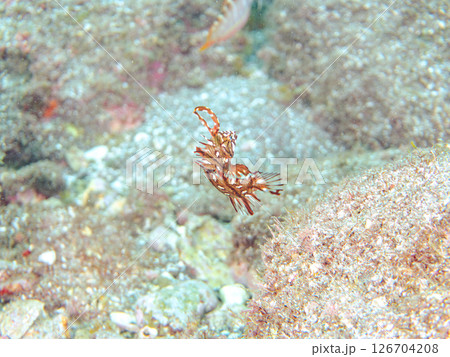 可愛いオビテンスモドキ（ベラ科）の幼魚他。 ヒリゾ浜中木南伊豆町伊豆半島静岡県2024 126704208