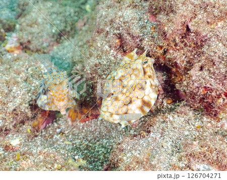 可愛いシマウミスズメ（ハコフグ科）の幼魚他。 ヒリゾ浜中木南伊豆町伊豆半島静岡県2024 126704271