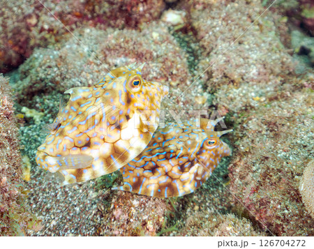 可愛いシマウミスズメ（ハコフグ科）の幼魚他。 ヒリゾ浜中木南伊豆町伊豆半島静岡県2024 126704272
