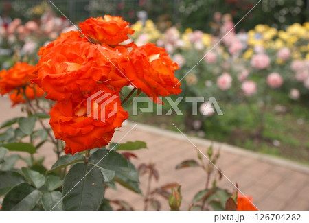 公園に咲く赤い薔薇の花 126704282