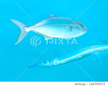 迫力あるカンパチ（アジ科）、オキザヨリ（ダツ科）の群れ。 ヒリゾ浜中木南伊豆町伊豆半島静岡県2024 126704311
