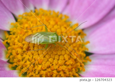 Closeup on a  European Common green capsid bug, Lygocoris pabulinus on a pink flower 126704323