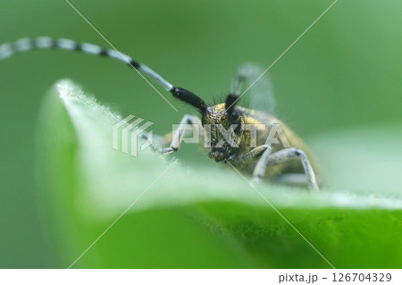 Frontal close-up on a male golden-bloomed grey longhorn beetle, Agapanthia villosoviridescens Frontal close-up on a male golden-bloomed grey longhorn beetle, Agapanthia villosoviridescens 126704329