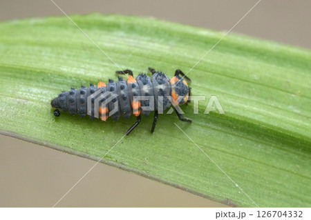 Closeup on the grey to blue larvae of the European red, seven-spot ladybird, Coccinella septempunctata 126704332