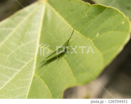 河川敷の植物とオンブバッタ 126704451