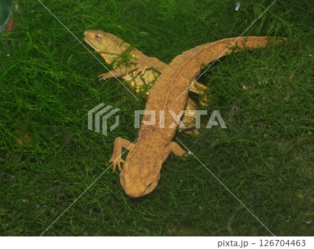 Closeup on a 2 pale colored Vietnamese Tam Dao newt, Paramesotriton deloustali on java moss 126704463