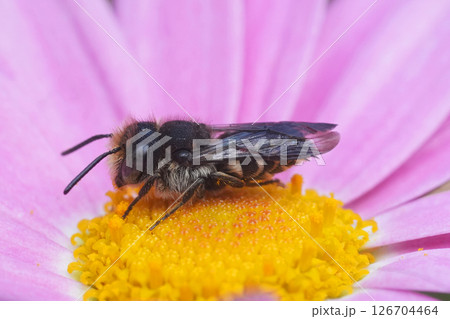 Closeup on a male sharp-tailed cuckoo bee, Coelioxys on a pink flower in the garden 126704464